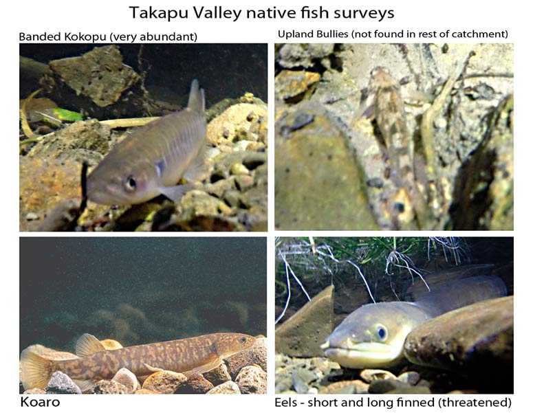 Fish-surveys-Takapu