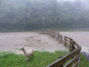 Flooding in Takapu Valley May 2015