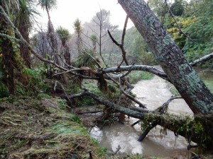 Flooding in Takapu Valley May 2015