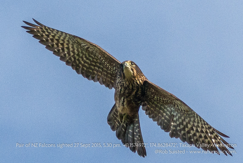 Native NZ Falcon, 1 of a pair, courting in Takapu Valley, 25 Sept 2015